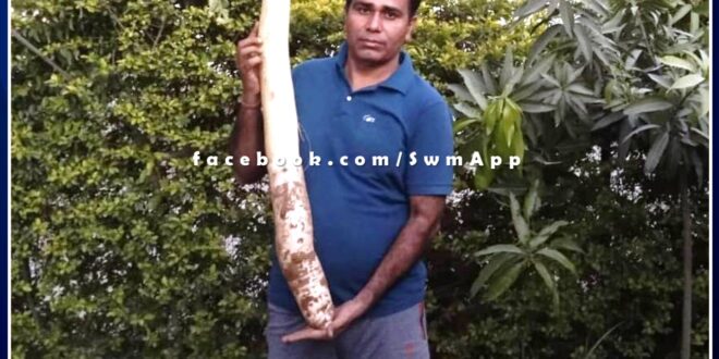 Massive radish more than three and a half feet and six and a half kilos produce in sawai madhopur