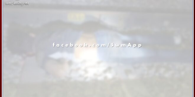 One brother died after being hit by a goods train and the other narrowly escaped in gangapur city sawai madhopur
