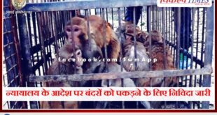 Tender issued for catching monkeys on the orders of the court in sawai madhopur
