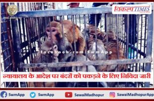 Tender issued for catching monkeys on the orders of the court in sawai madhopur