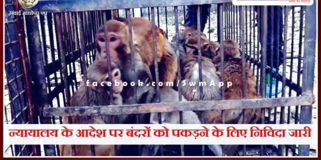 Tender issued for catching monkeys on the orders of the court in sawai madhopur