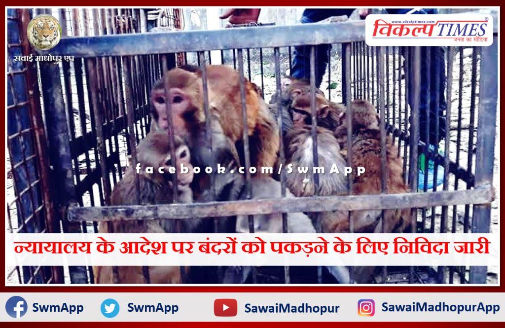 Tender issued for catching monkeys on the orders of the court in sawai madhopur