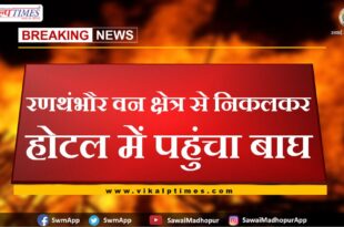 The tiger reached the hotel after leaving the Ranthambore forest area in sawai madhopur