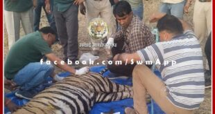 Tiger T-120 injured in territorial fight, forest department treatment the tiger by tranquilizing in ranthambore