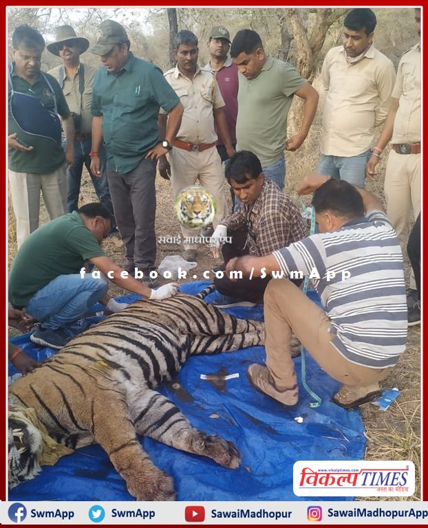 Tiger T-120 injured in territorial fight, forest department treatment the tiger by tranquilizing in ranthambore