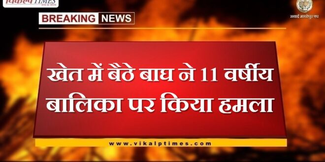 Tiger sitting in the field attacked 11 year old girl in khndar