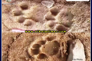 An atmosphere of fear due to the movement of wildlife in Bamanwas Patti Kalan in sawai madhopur