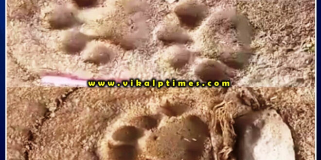 An atmosphere of fear due to the movement of wildlife in Bamanwas Patti Kalan in sawai madhopur