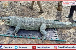 Male crocodile found dead near Padma Talab in Ranthambore National Park