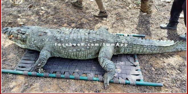 Male crocodile found dead near Padma Talab in Ranthambore National Park