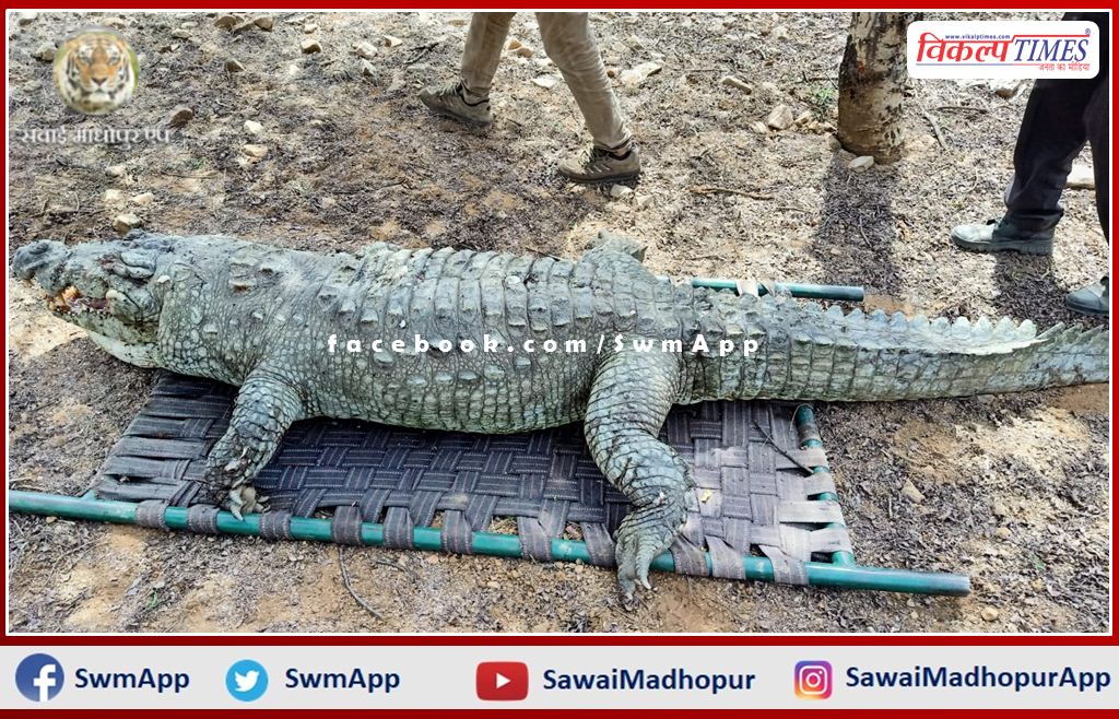 Male crocodile found dead near Padma Talab in Ranthambore National Park