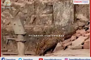 Panther came from forest area in search of water, thirst quenched by hand pump on road side in ranthambore