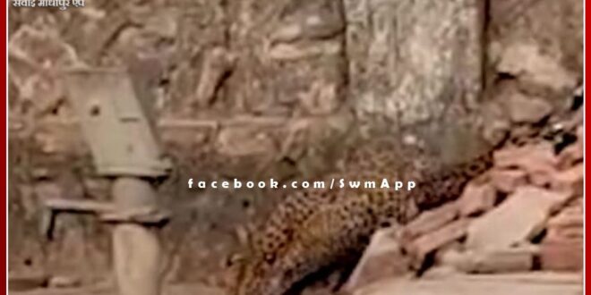 Panther came from forest area in search of water, thirst quenched by hand pump on road side in ranthambore