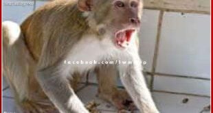 People upset due to the terror of monkeys in many areas of the district headquarters sawai madhopur