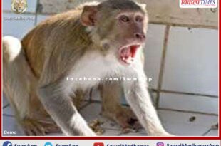 People upset due to the terror of monkeys in many areas of the district headquarters sawai madhopur