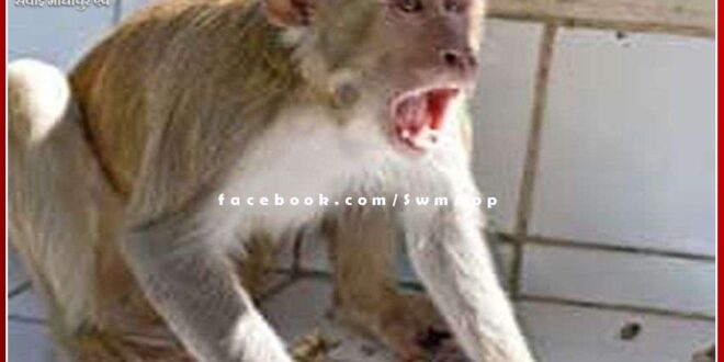 People upset due to the terror of monkeys in many areas of the district headquarters sawai madhopur