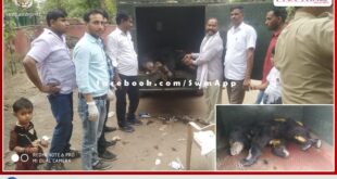 forest department tranquilized and treated the bear that entered the house in sawai madhopur