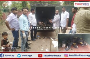 forest department tranquilized and treated the bear that entered the house in sawai madhopur