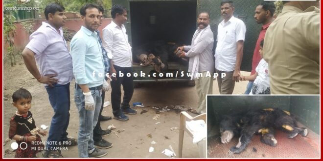 forest department tranquilized and treated the bear that entered the house in sawai madhopur