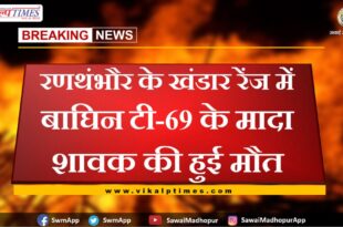 Female cub of tigress T-69 died in Khandar range of Ranthambore national park