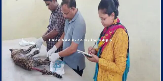 Panther cub died in Ranthambore National Park