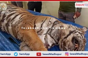 Ranthambore's tigress T-61 died in ranthambore national pak