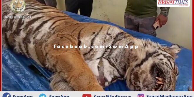 Ranthambore's tigress T-61 died in ranthambore national pak