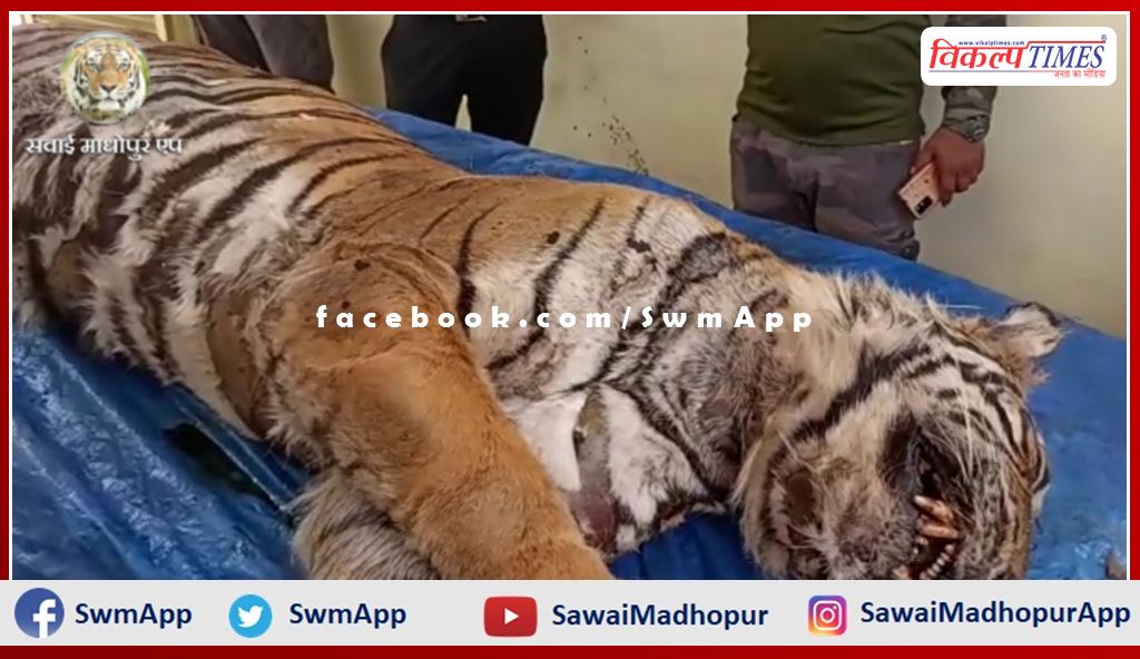 Ranthambore's tigress T-61 died, the forest department performed the last rites
