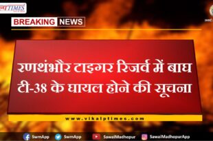 Tiger T-38 injured in Ranthambore Tiger Reserve