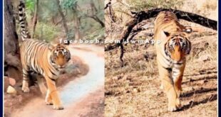 Tigress T-61 found dead in Ranthambore national park