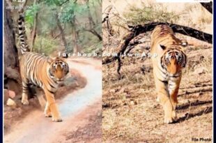 Tigress T-61 found dead in Ranthambore national park