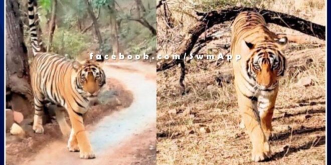 Tigress T-61 found dead in Ranthambore national park