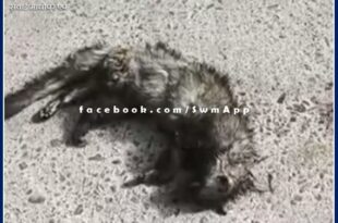 Brock's body was found lying on the road in sawai madhopur