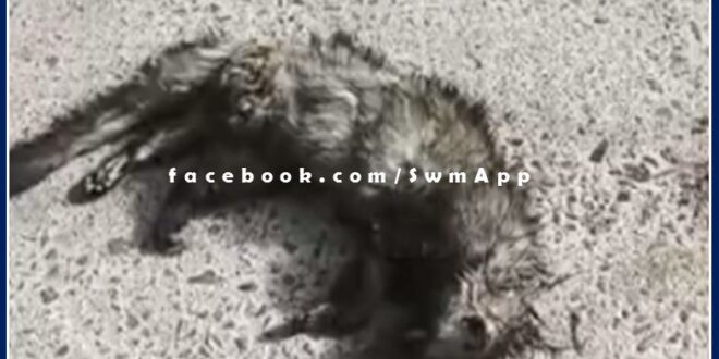 Brock's body was found lying on the road in sawai madhopur