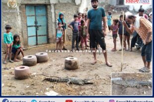 Crocodile came out of Banas river and entered the populated area in khandar