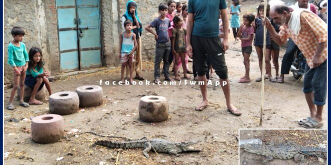 Crocodile came out of Banas river and entered the populated area in khandar