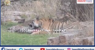 Tiger T-120 hunted panther in Ranthambore in sawai madhopur