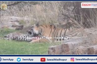 Tiger T-120 hunted panther in Ranthambore in sawai madhopur
