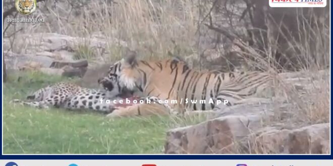 Tiger T-120 hunted panther in Ranthambore in sawai madhopur