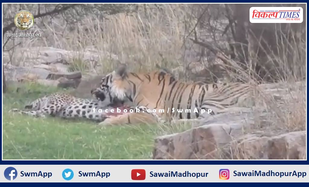 Tiger T-120 hunted panther in Ranthambore in sawai madhopur