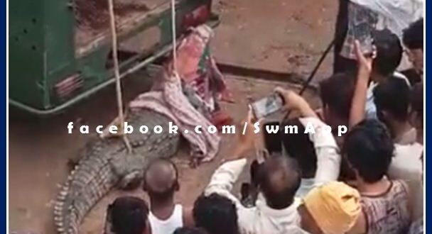Crocodile came out of Ranthambore forest
