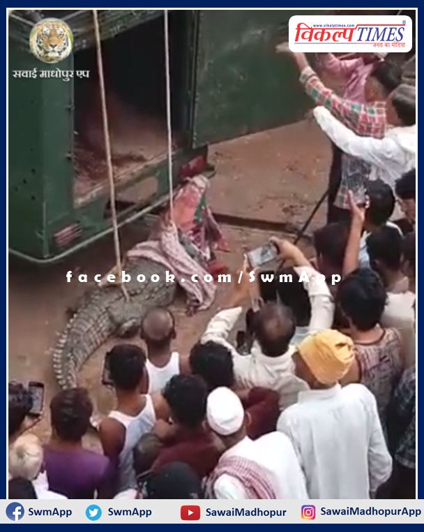 Crocodile came out of Ranthambore forest