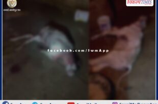 Leopard hunted two cow calves in cement factory sawai madhopur