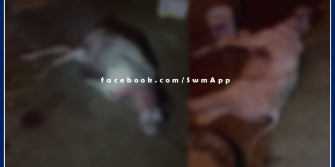 Leopard hunted two cow calves in cement factory sawai madhopur