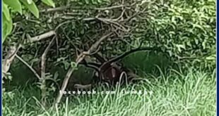 Tiger came to Shyampura village adjacent to Ranthambore National Park