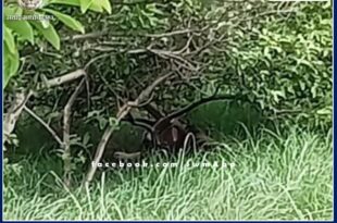 Tiger came to Shyampura village adjacent to Ranthambore National Park