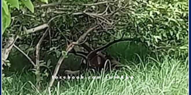 Tiger came to Shyampura village adjacent to Ranthambore National Park