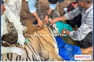 Tigress T 102 shifted from Ranthambore to Ramgarh Vishdhari Sanctuary