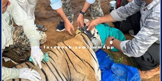 Tigress T 102 shifted from Ranthambore to Ramgarh Vishdhari Sanctuary