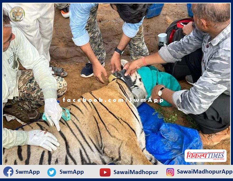 Tigress T 102 shifted from Ranthambore to Ramgarh Vishdhari Sanctuary